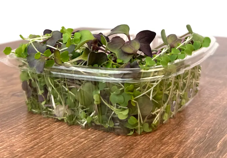 Spicy Salad Microgreen Mix