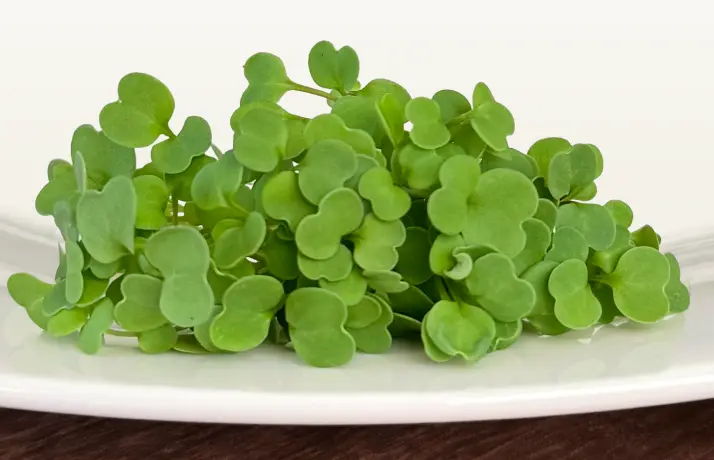 Arugula Microgreens