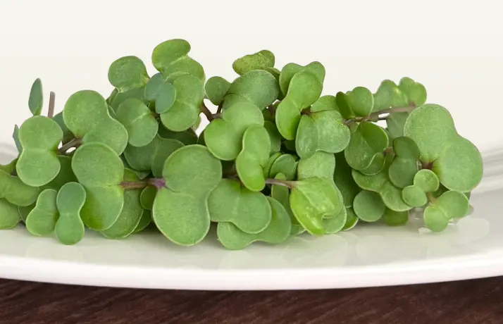 Kale Microgreens