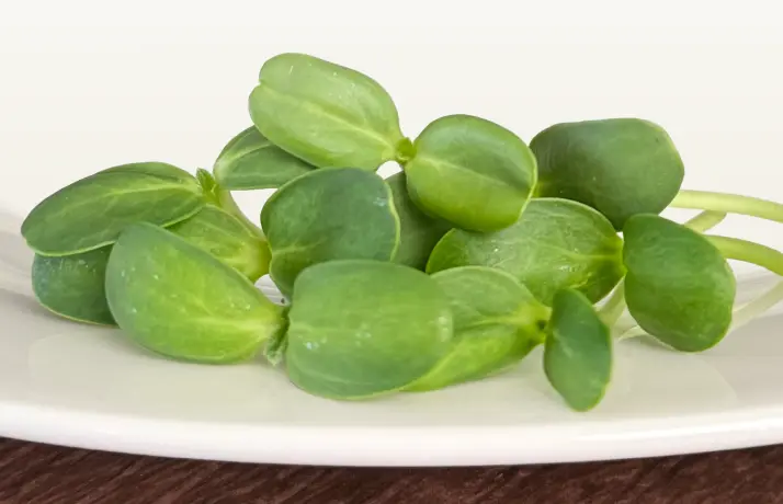 Sunflower Microgreens